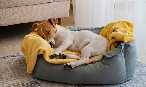 Pet-Friendly Living Near Campus Cover Image
